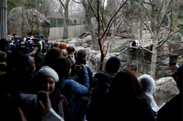 熊猫经济｜大熊猫粉丝赴南韩四川「追星」 购周边商品兼电影包场