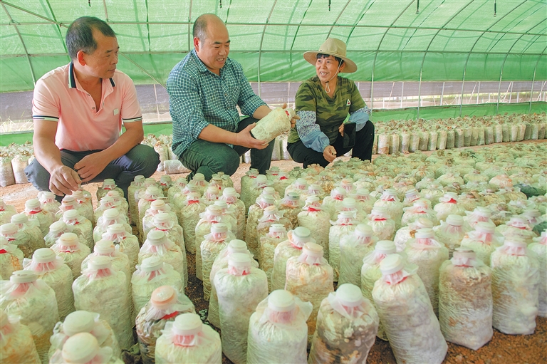 培育优良菌种  帮助农户增收