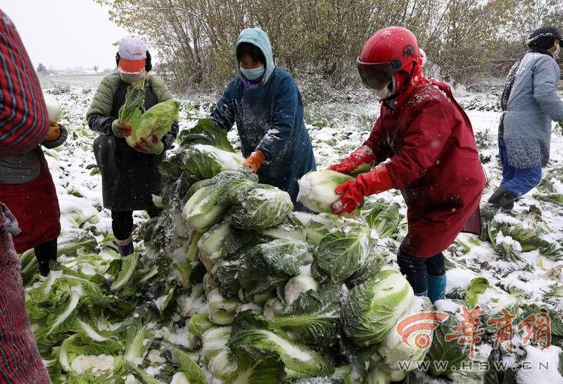 官方回应小伙菜地捡到汉代指纹砖 西安遍地文物引发热议