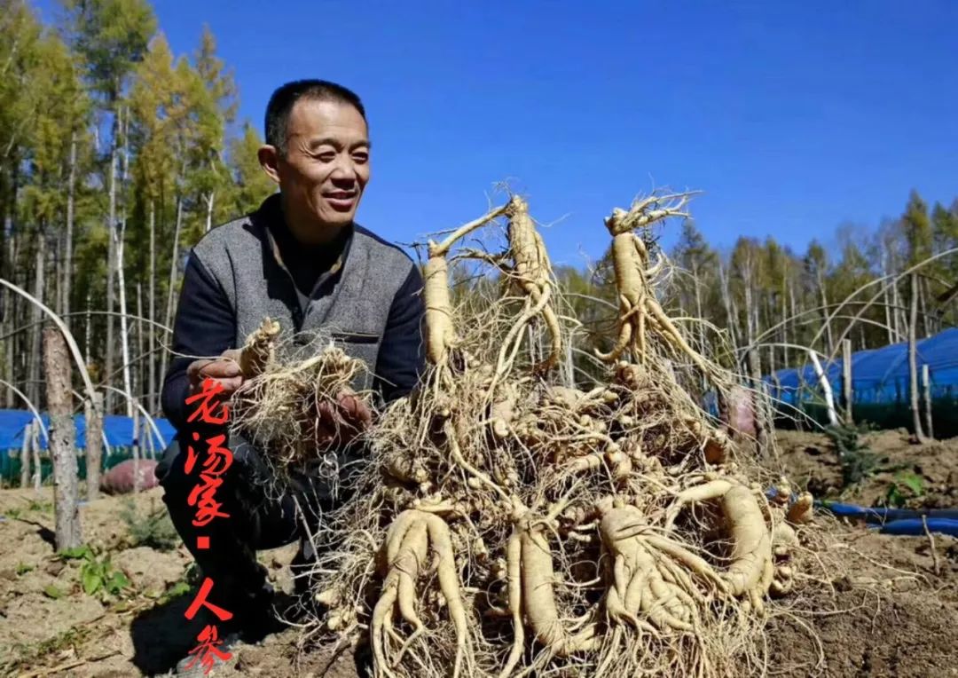 一株人参里的大商机