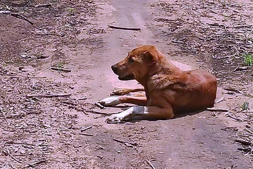 狗狗在家里被人开车投毒死亡 宠物安全引关注