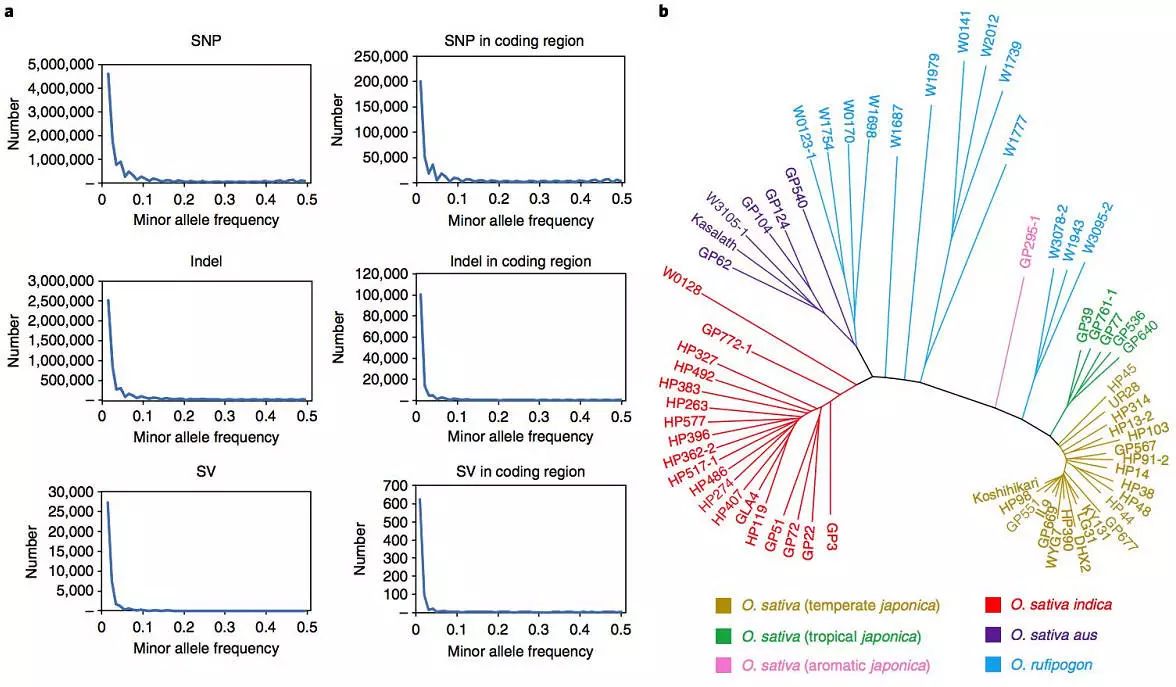 稻属最全超级泛基因组图谱问世