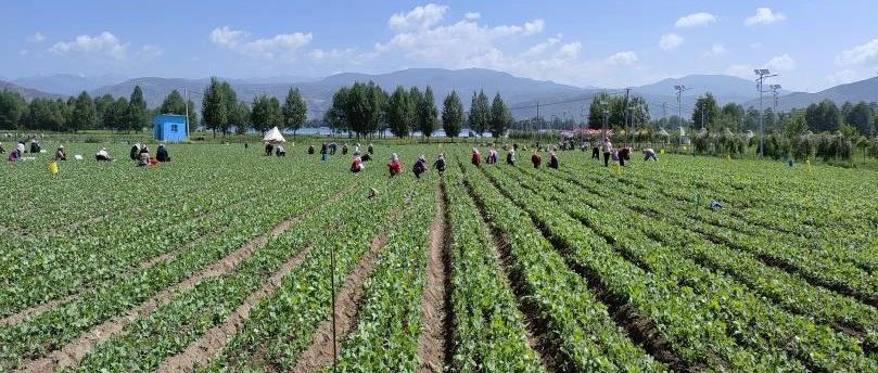 种植高原冷凉菜 实现家门口增收