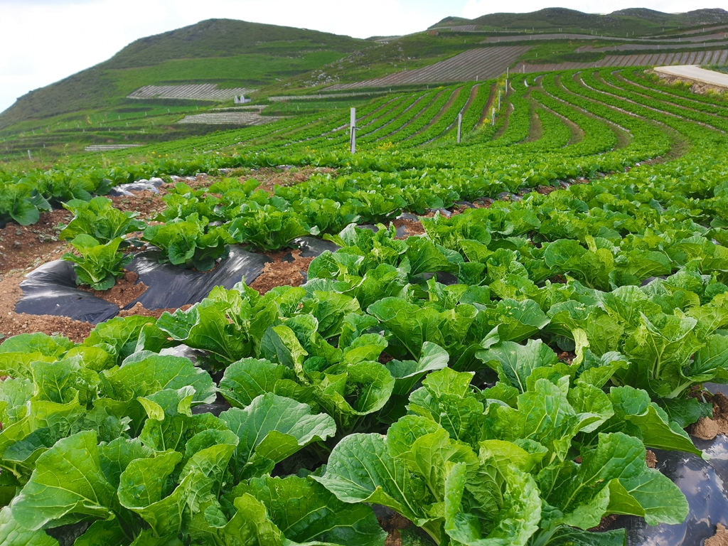 种植高原冷凉菜 实现家门口增收