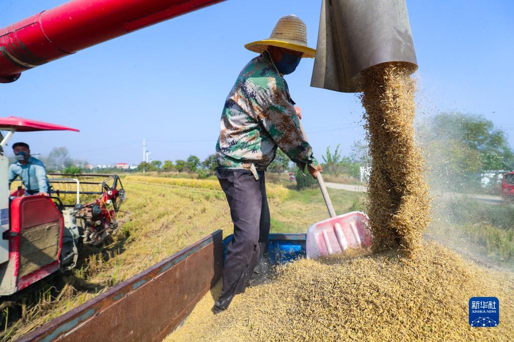 秋收秋种近尾声 全年粮食产量有望迈上新台阶