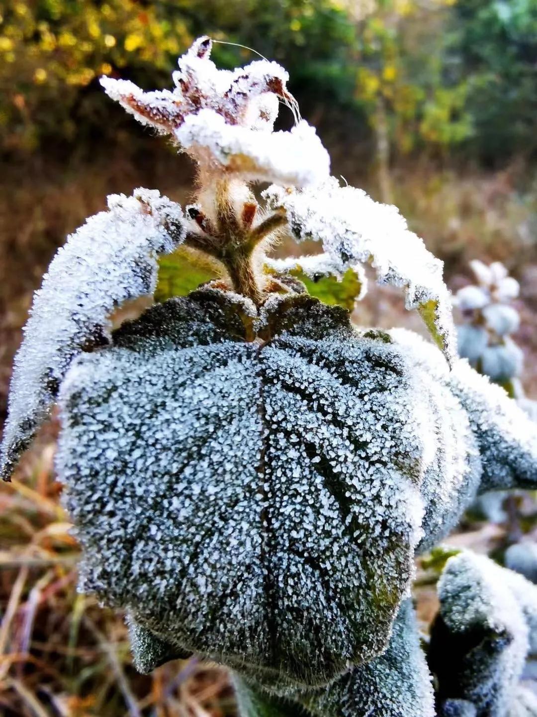 你有感受到冷冷冷冷吗？中央气象台#寒潮大风暴雪三预警齐发