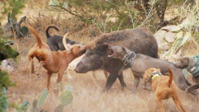 猎犬围捕野猪致村民身亡谁担责 法律责任解析