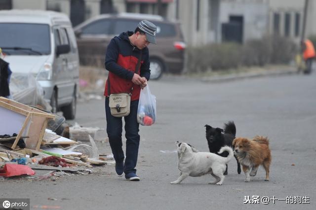 校方回应职工校门口套袋打死流浪狗 