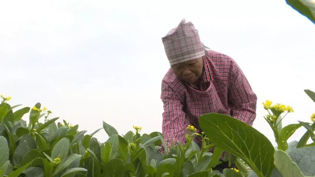 打造高质量高标准“菜篮子”