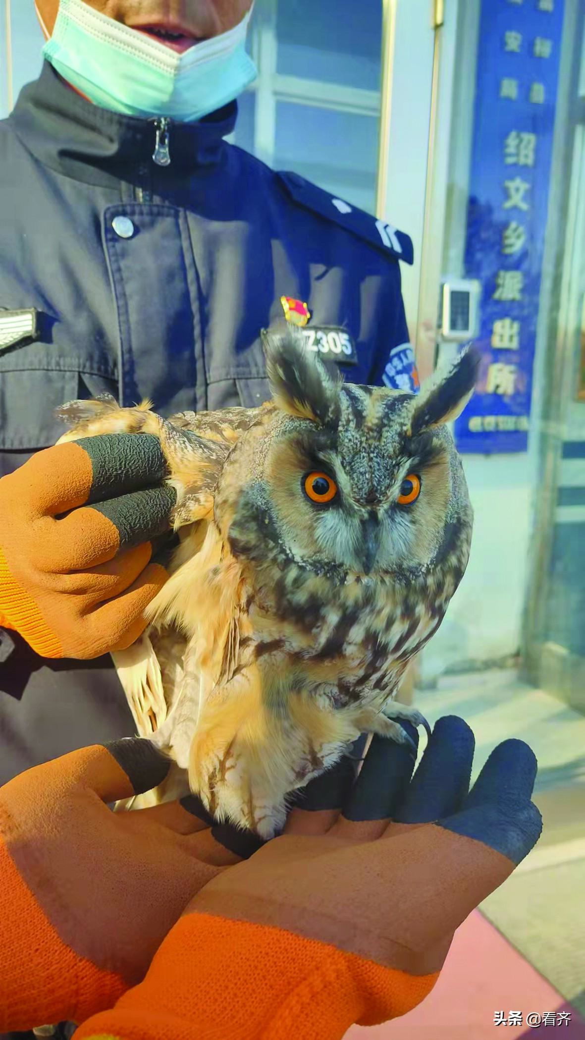 男子救助一只呆萌又凶狠的猫头鹰 警民合力保护野生动物