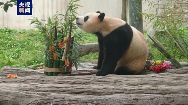 官方回应福宝身体异常：体态外观无异常，精神及食欲正常