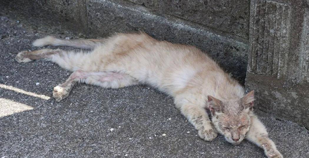 患肿瘤猫猫被遗弃粉岭地盘路边 幸运获救迎重生机会