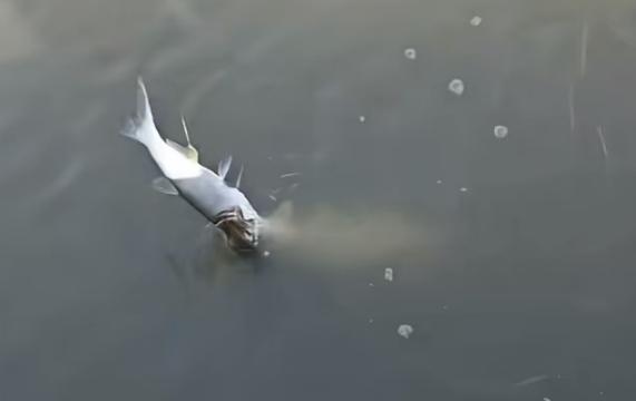 男子钓鱼遇两鳜鱼争一饵同时上钩 鱼中疯狗截胡记