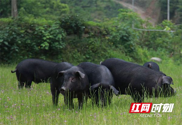 湖北来凤：“中彩项目”撬动黑猪产业发展