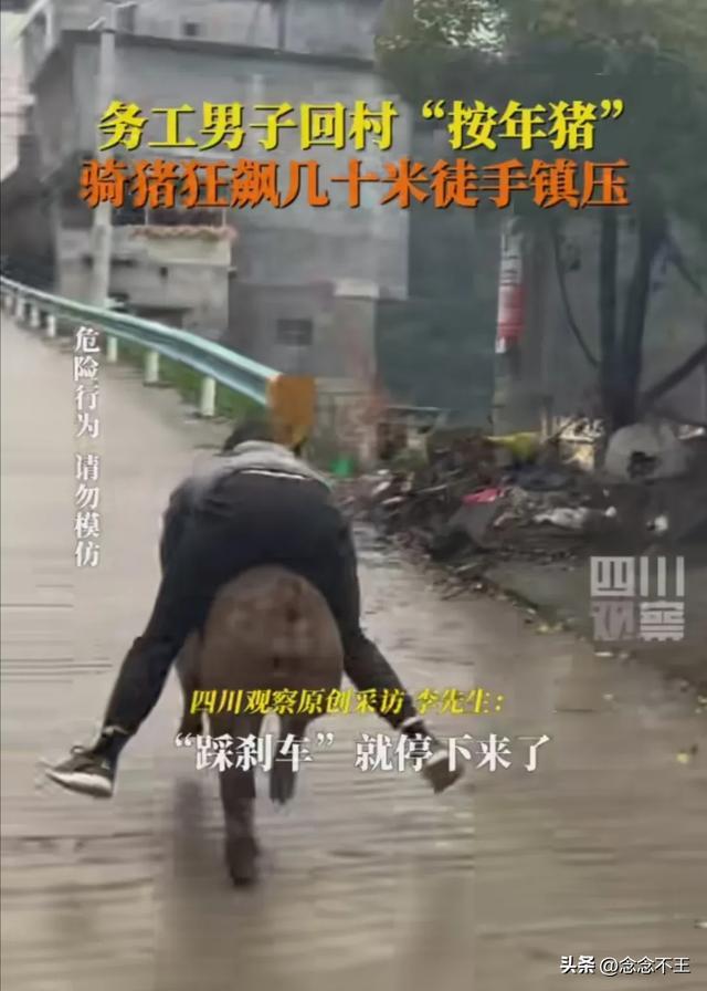 年猪没按住 男子骑猪狂飙几十米 村民笑翻天