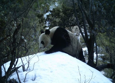 公安打击涉大熊猫网暴等行为 严惩造谣者维护科研秩序