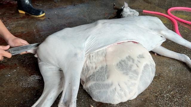 死羊无证屠宰流向餐桌 非法灌食增重黑幕