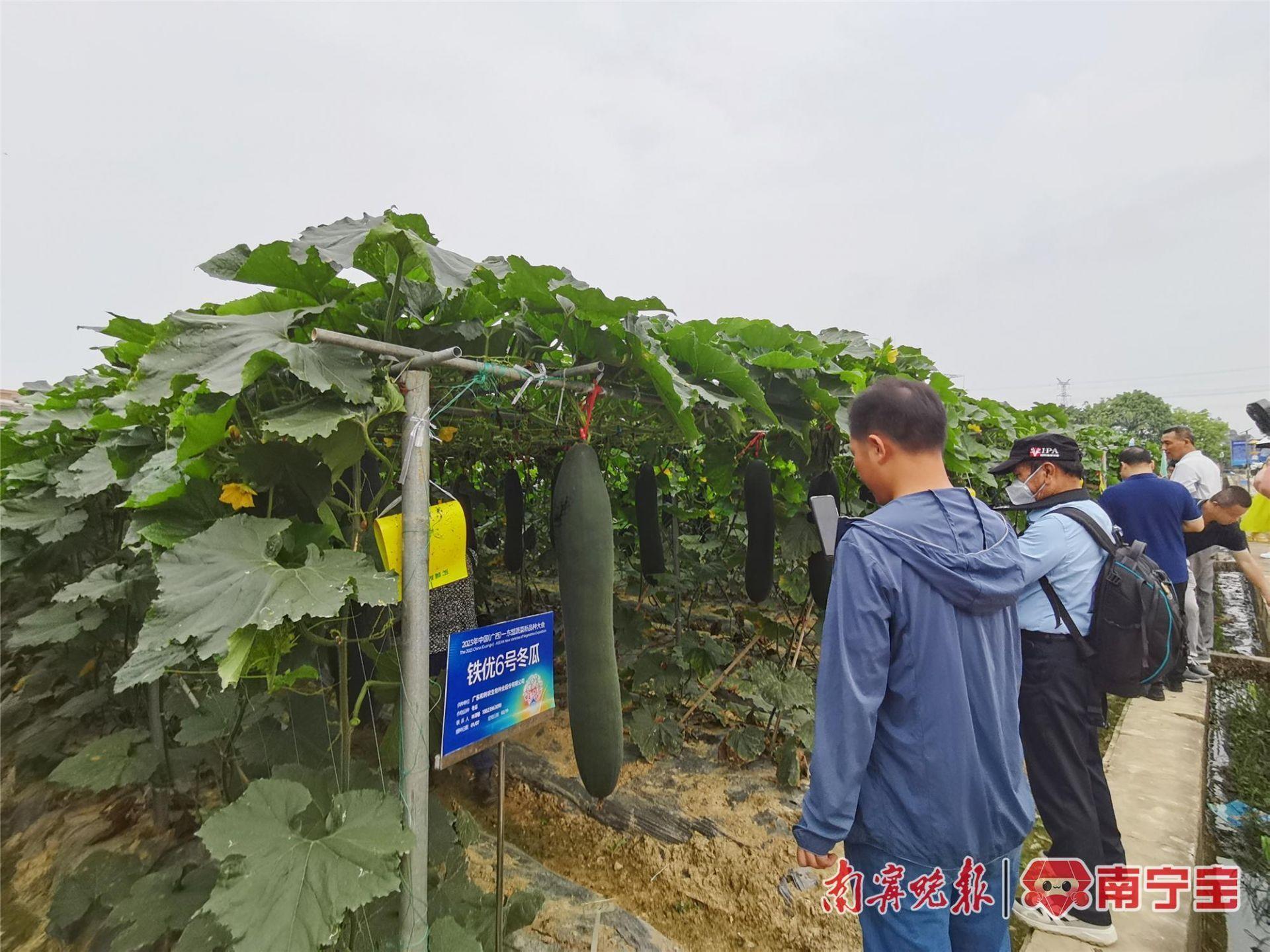 广西打造绿色优质生态蔬菜供应地