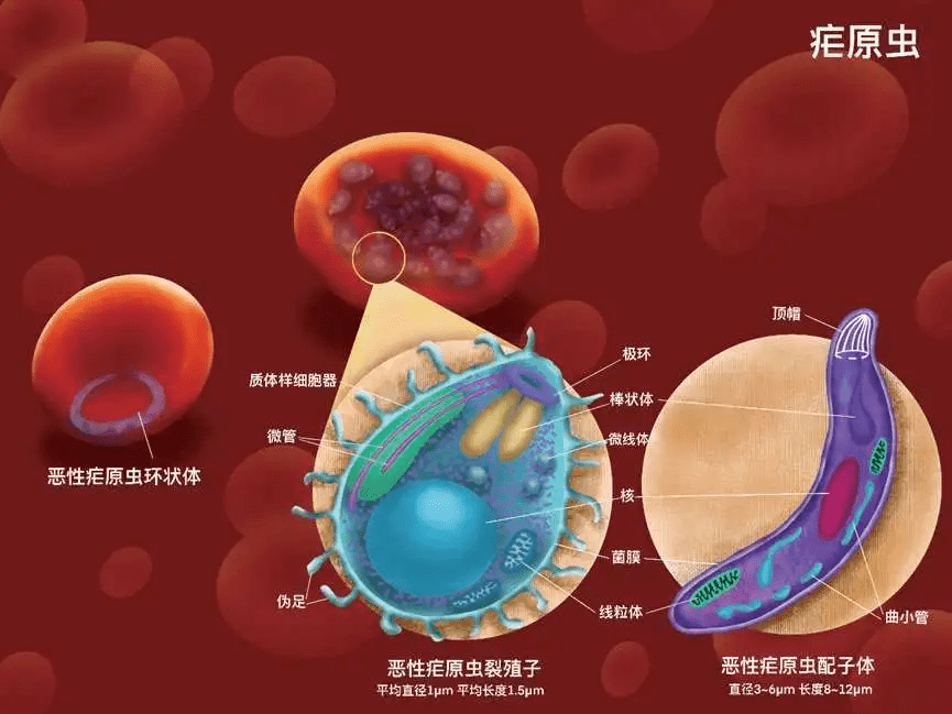 美国研究发现针对恶性疟原虫的新抗体 开辟防治新途径