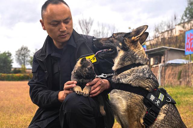 云南一警犬被多次通报批评