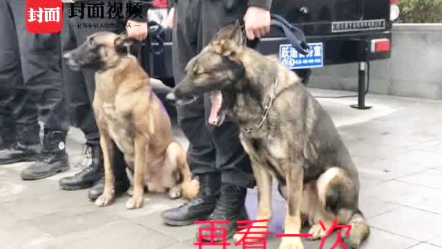 云南一警犬被多次通报批评 爱闯祸的小家伙