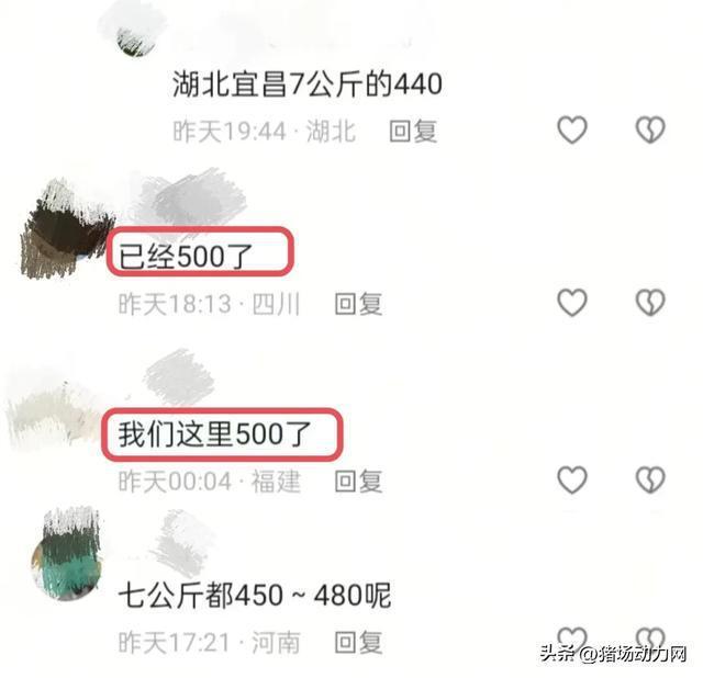 反常！仔猪暴涨到500还“一苗难求”