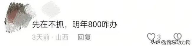 反常！仔猪暴涨到500还“一苗难求” 春节后或继续涨