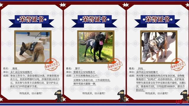 被通报批评的警犬也曾被表扬 从调皮到英雄的转变