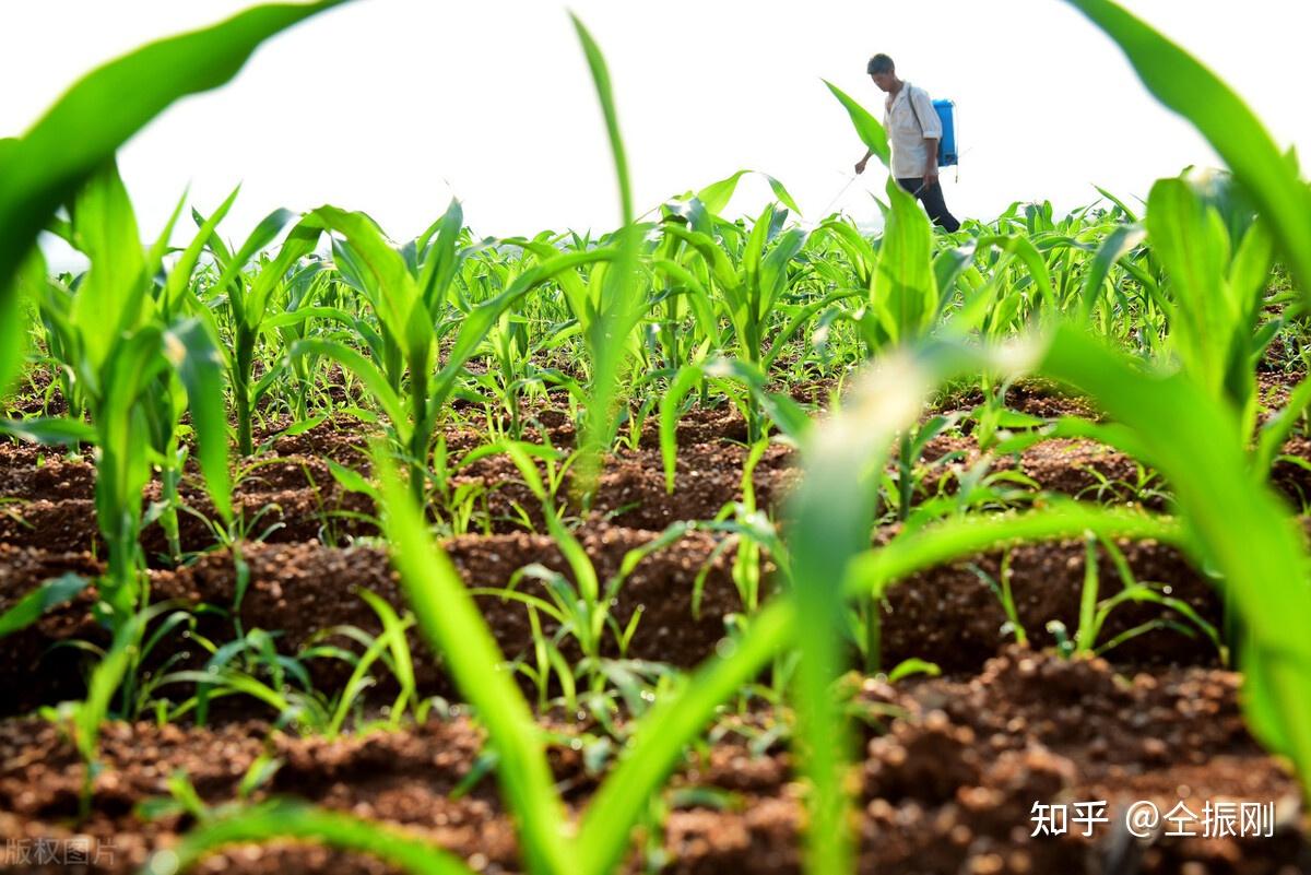 产业观察：三大粮食作物化肥利用率达42.6% 得益于四方面因素