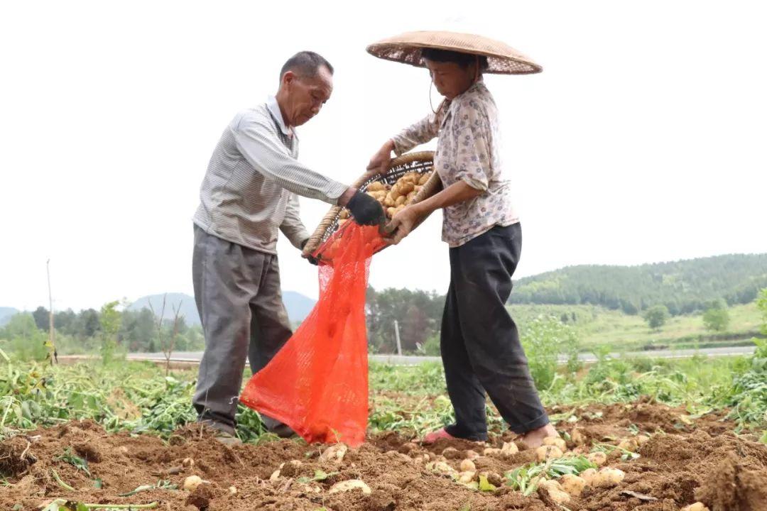 股票分红后的买卖时机解析，多久可卖？